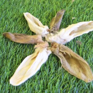 Rabbit Ears