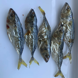 Mackerel